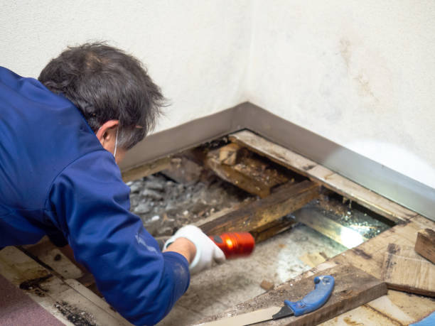 Best Kitchen Mold Remediation in Kean University, NJ