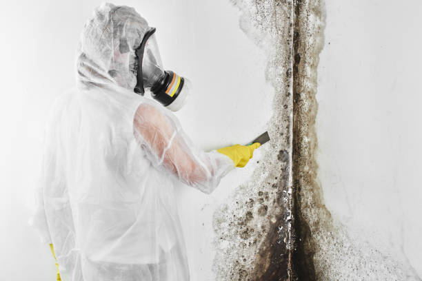 Best Post-Flood Mold Remediation in Kean University, NJ