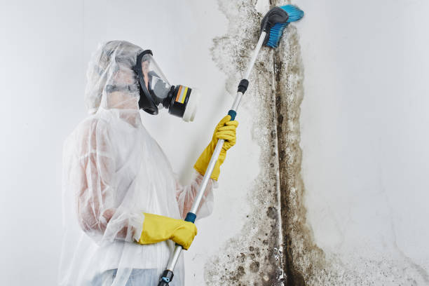 Best Residential Mold Remediation in Kean University, NJ