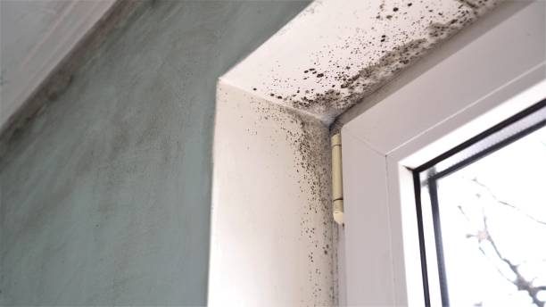 Best White Mold Remediation in Kean University, NJ