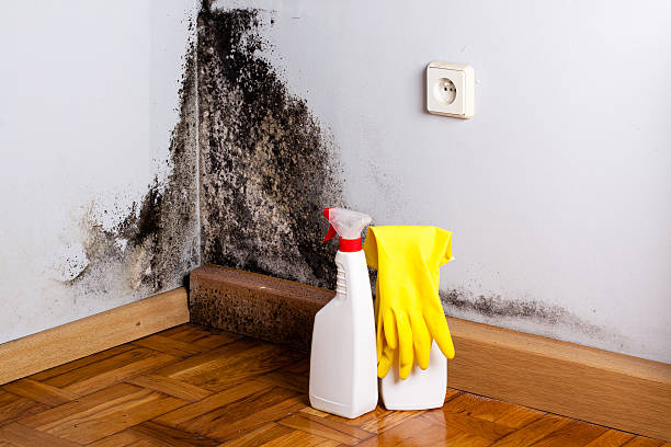 Best Mold Remediation for Specific Building Types in Kean University, NJ