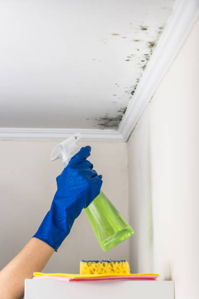 Best Residential Mold Remediation in Kean University, NJ